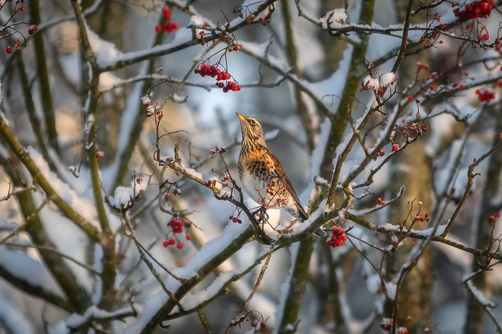 Фотография автора Alexander Pashenichev