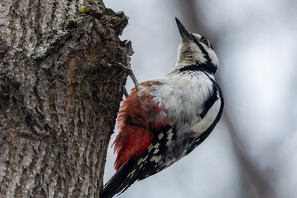 Photograph by Виктор Чернюк