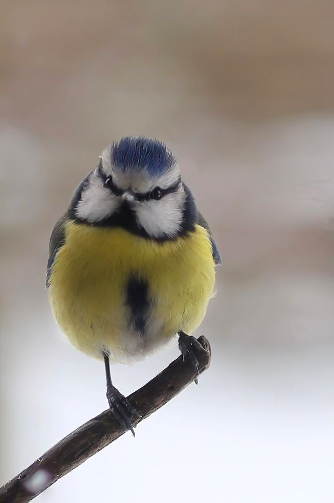 Photograph by Ольга Смачных