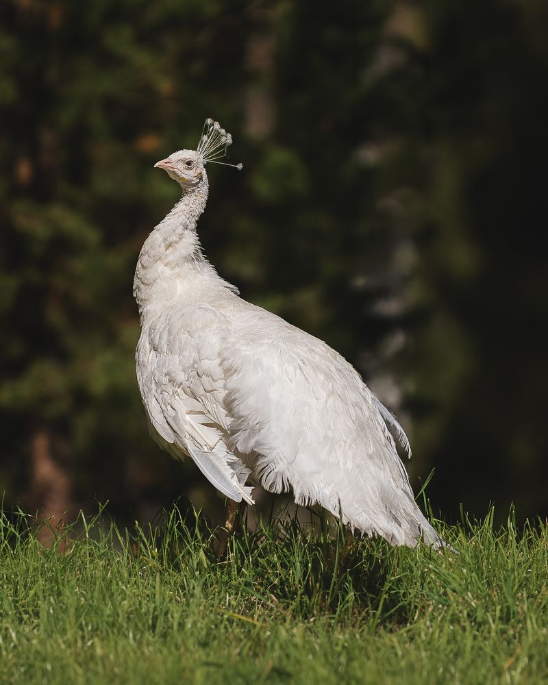 Photograph by Данил Шауба