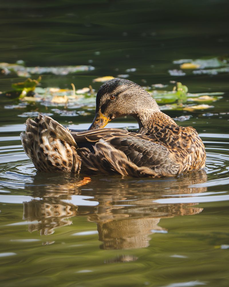 Photograph by Данил Шауба