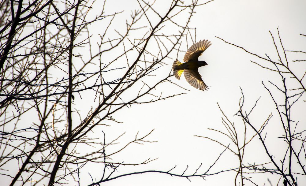 Photograph by Дария Ризниченко