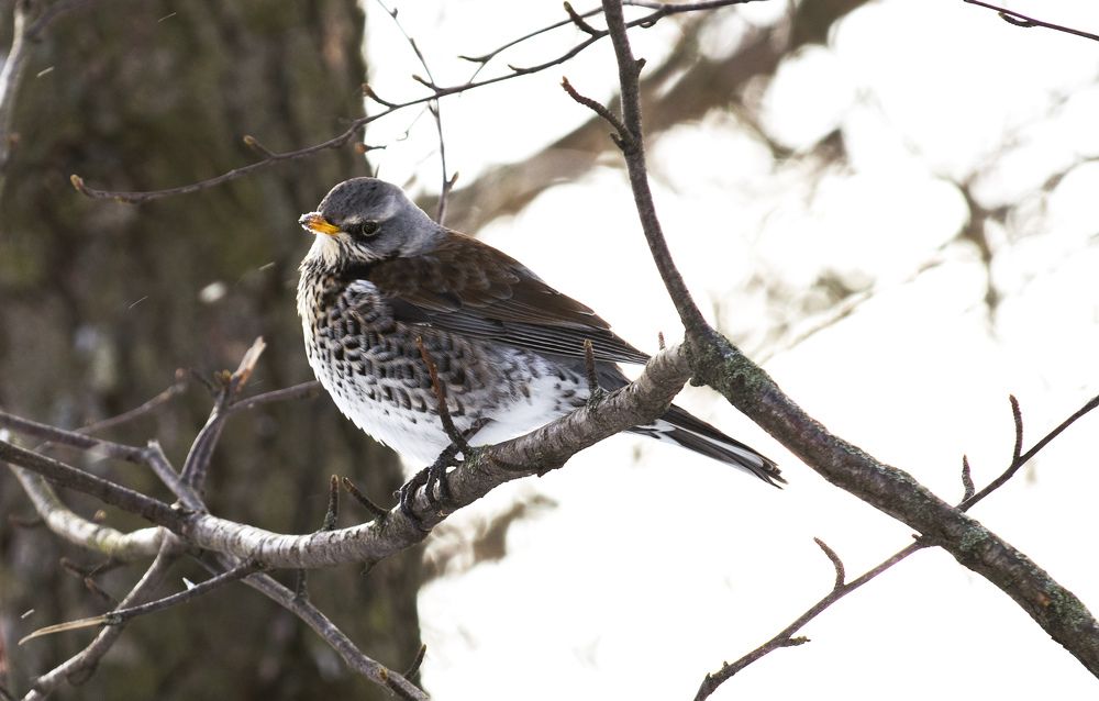 Photograph by Дария Ризниченко