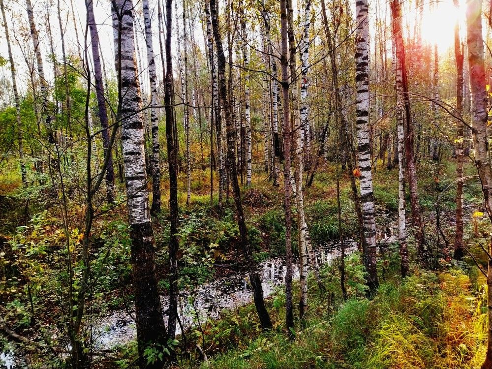 Фотография автора Семён Так странно