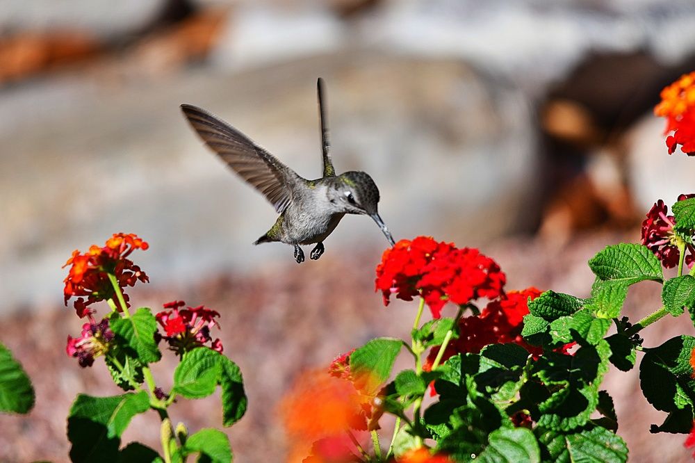 Hummingbird in flight