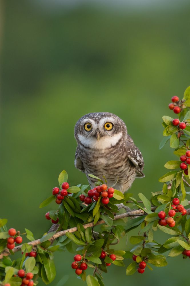 Photograph by Rajiv Mani