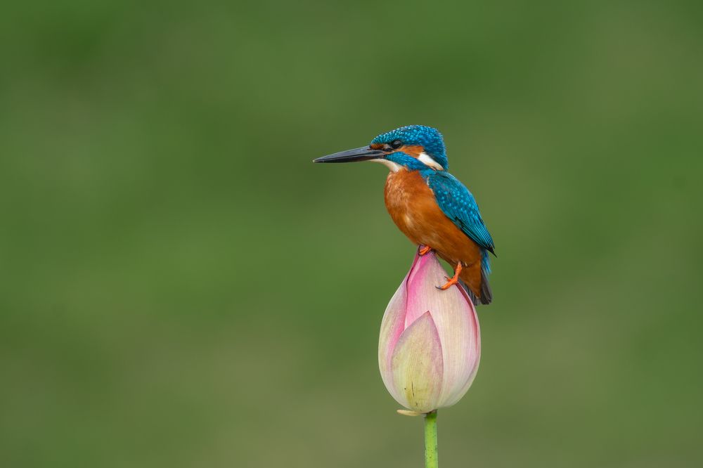 Photograph by Rajiv Mani