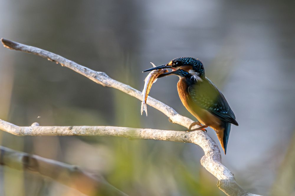 Photograph by Anna Suchcicka