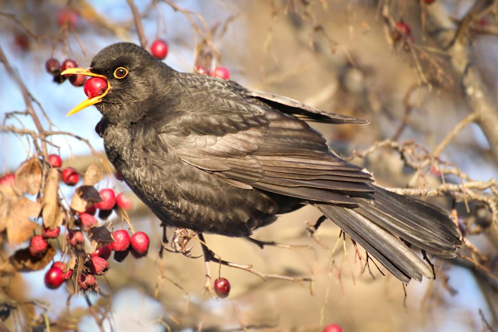 Photograph by Шруб (Беляева) Татьяна