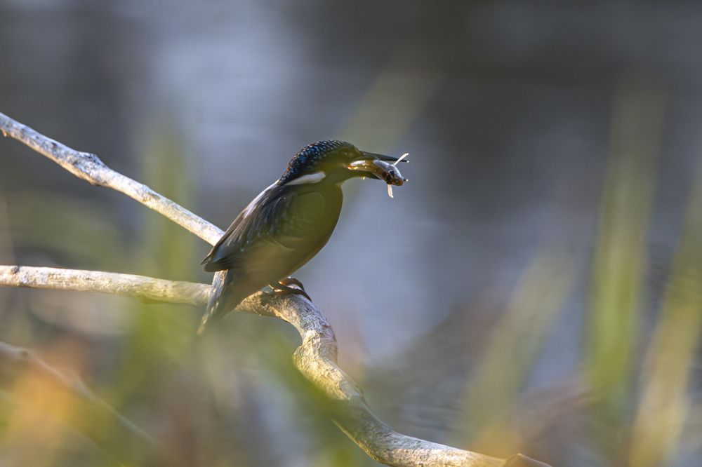 Photograph by Anna Suchcicka