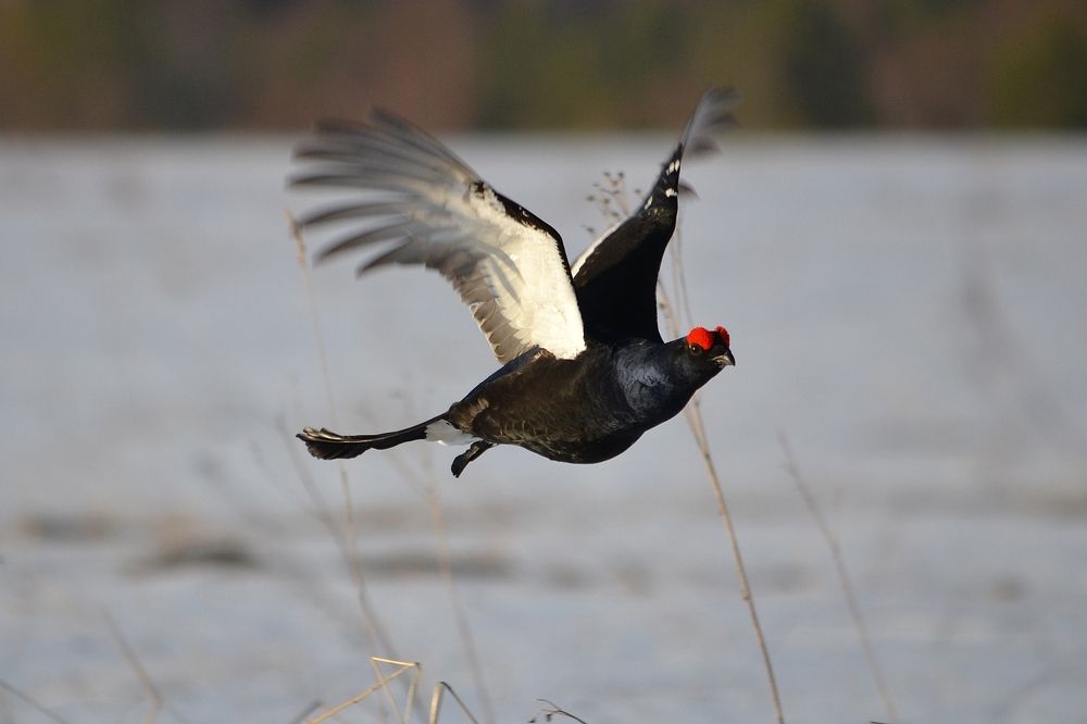 Photograph by Галина Катанова