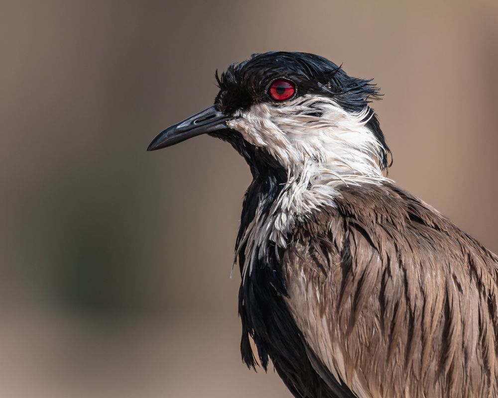 Photograph by Hervie Imus