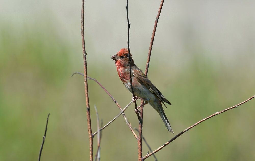 Photograph by Алексей Фомичев