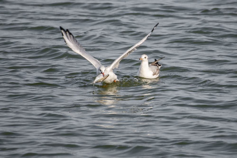 Photograph by Мария Долбич