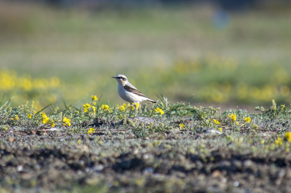 Фотография автора Артем Андрющенко