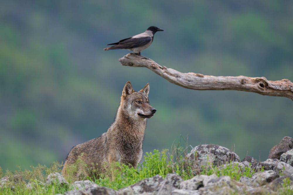 Photograph by Nikolay Hristov