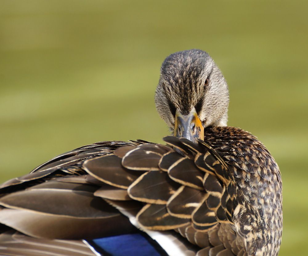 Photograph by Юрий Сычев