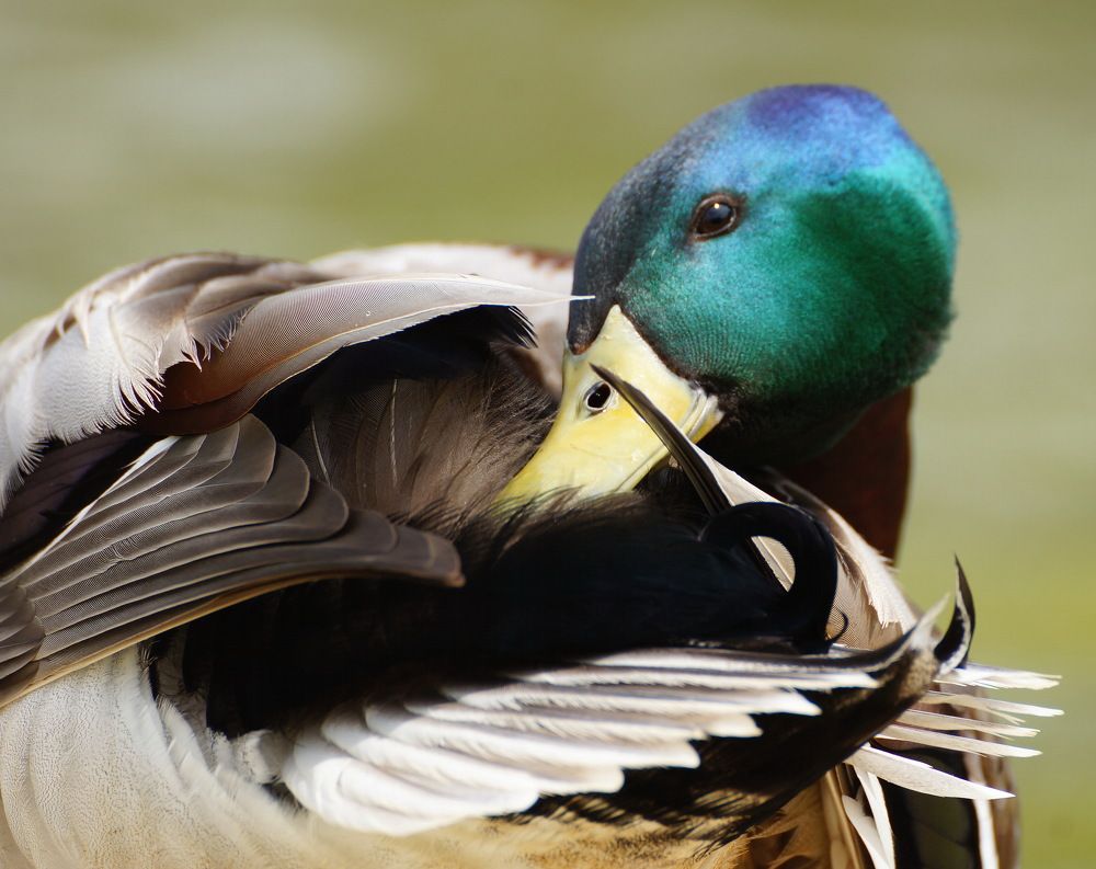 Photograph by Юрий Сычев