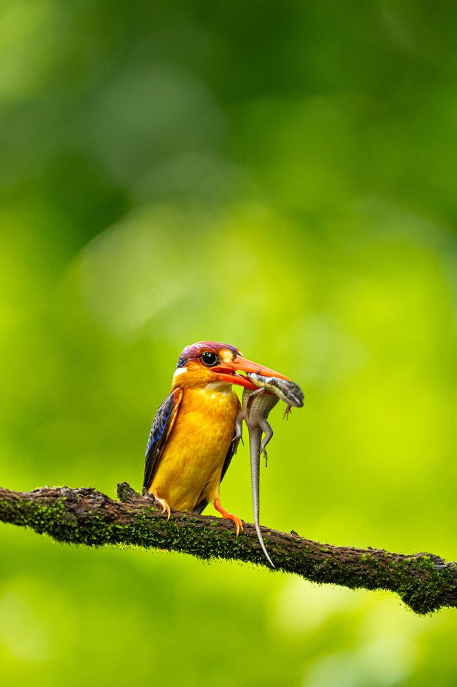 A Jewel's Hunt: The Kingfisher's Catch
