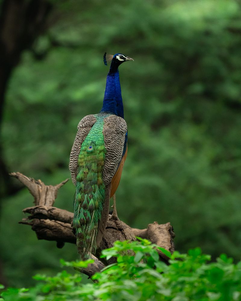 The King of the Canopy!