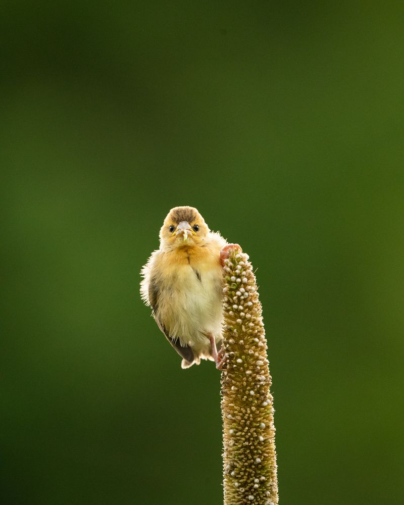 Perched in Innocence: A Young Weaver's Gaze
