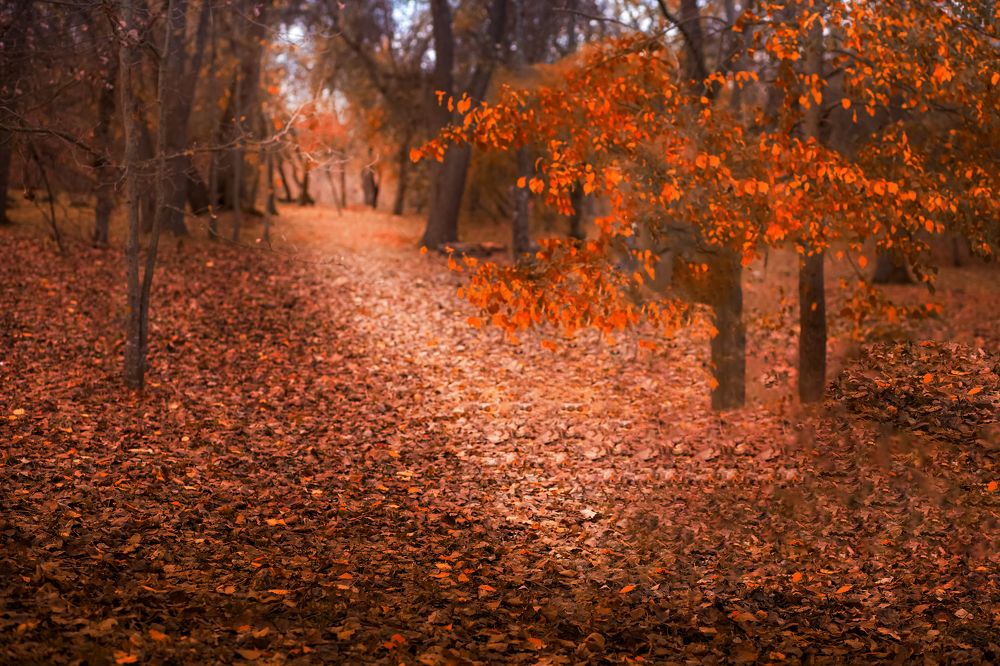 Photograph by Людмила Колесниченко