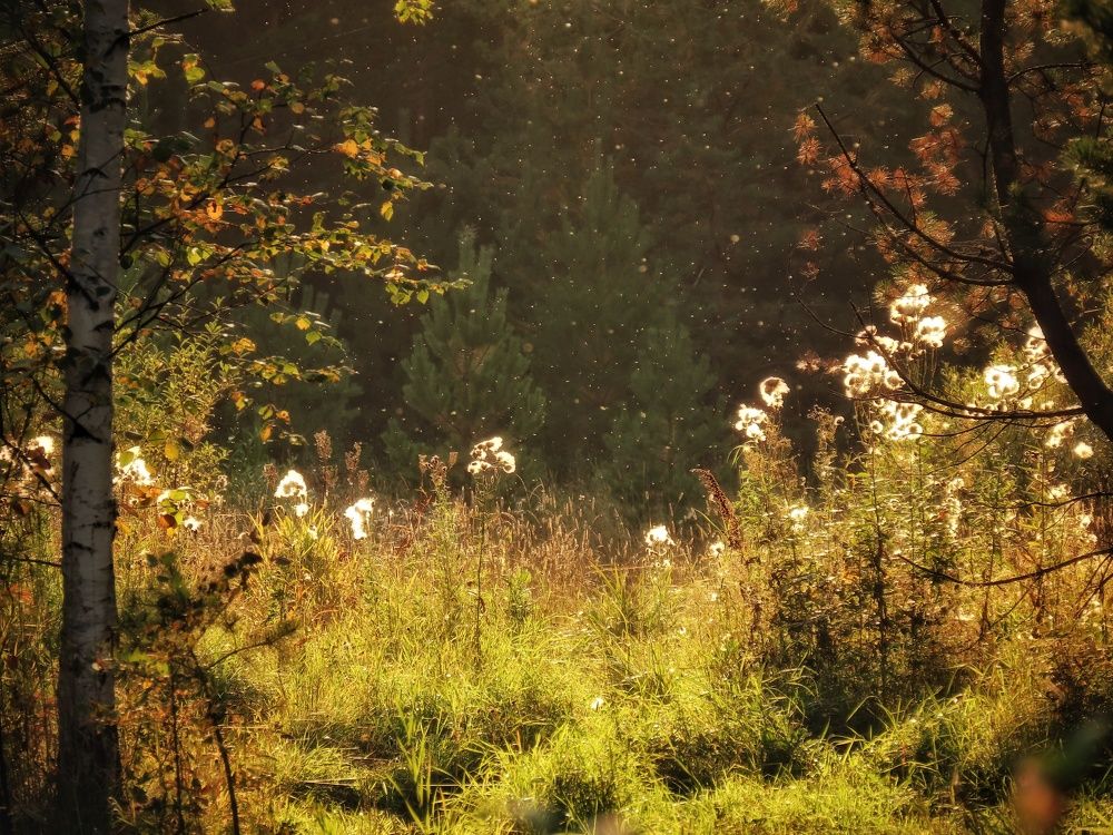 Фотография автора Екатерина Солохина