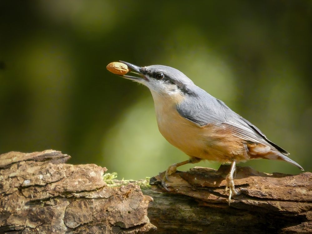 Фотография автора Michael Gault