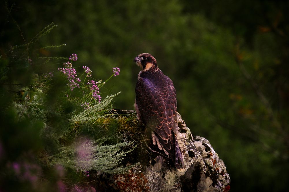 Photograph by Максим Шарыгин