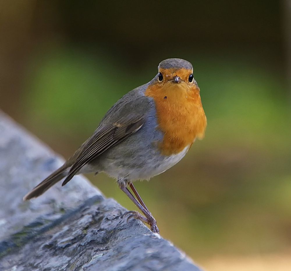 Фотография автора Александр