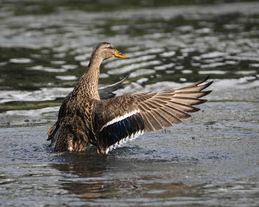 Photograph by Данил Шауба