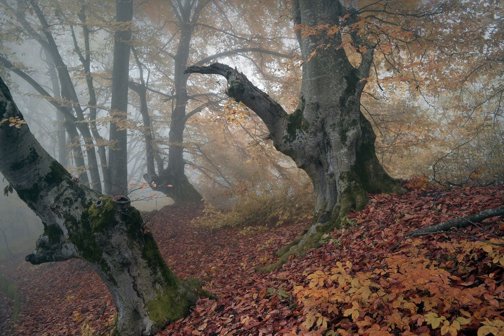 Photograph by Шипунова Ирина