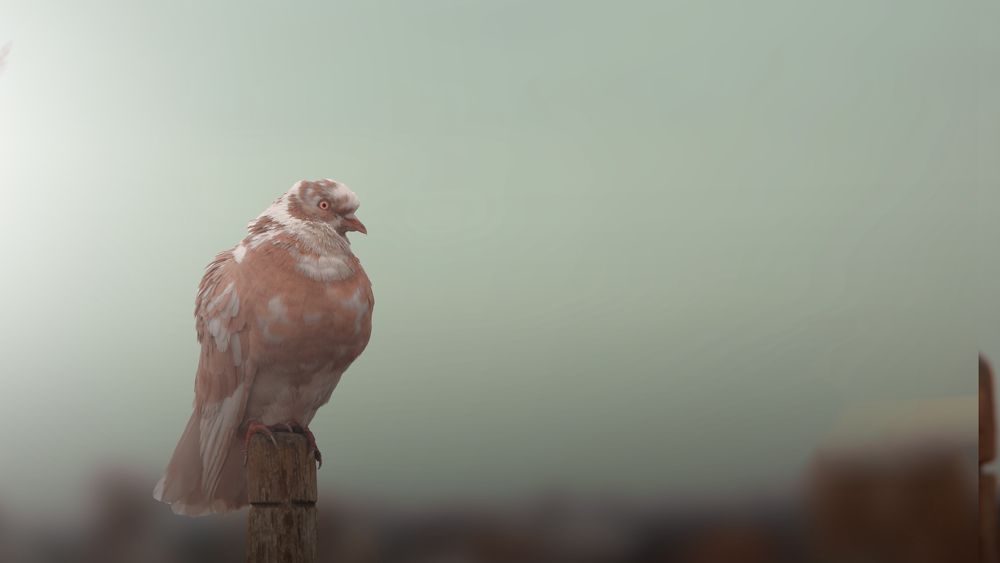 Photograph by MOHAMMED Saeed