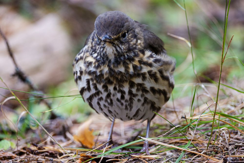 Фотография автора Irina Linina