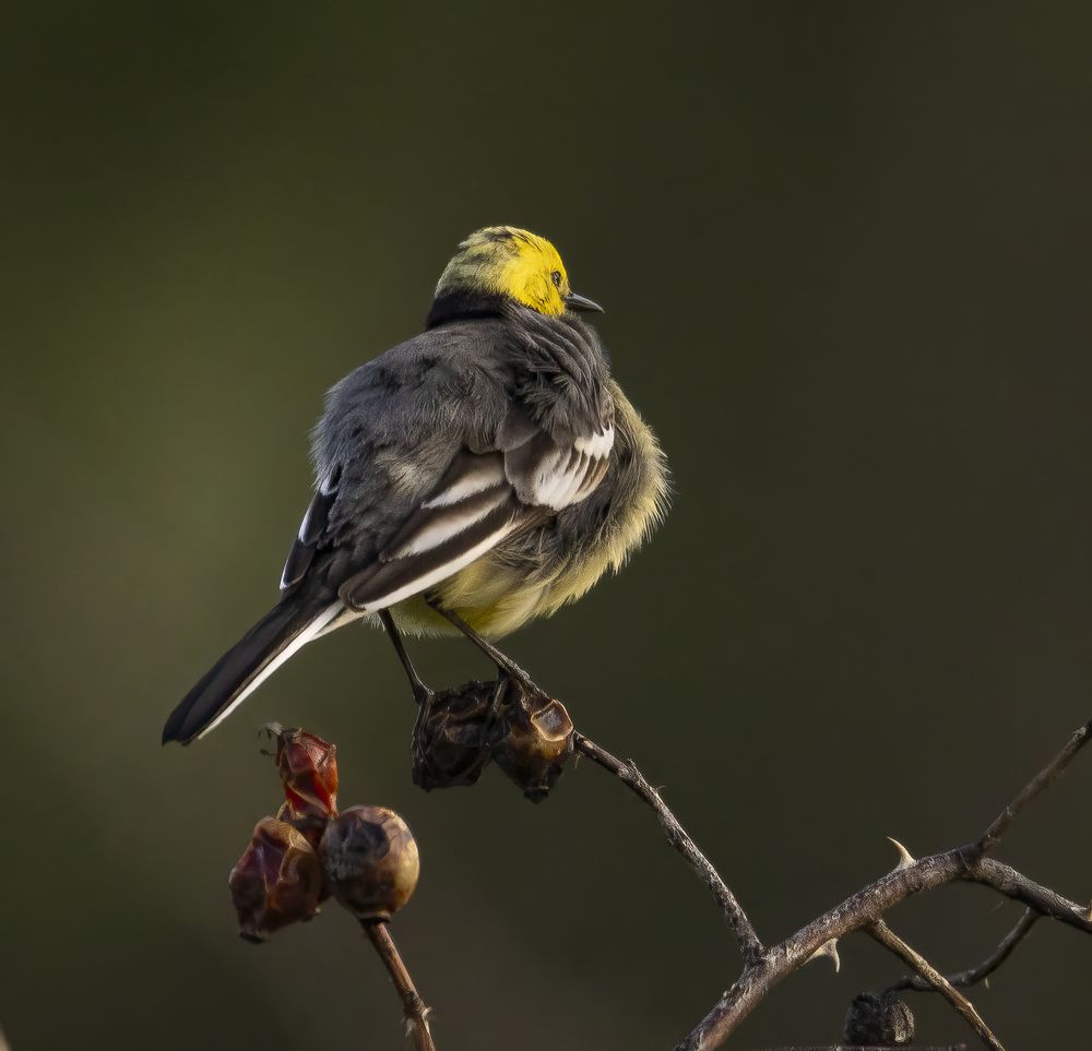 Photograph by АЛЕКСАНДР ПОПИК