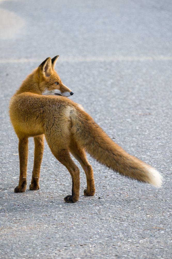 Фотография автора Irina Linina