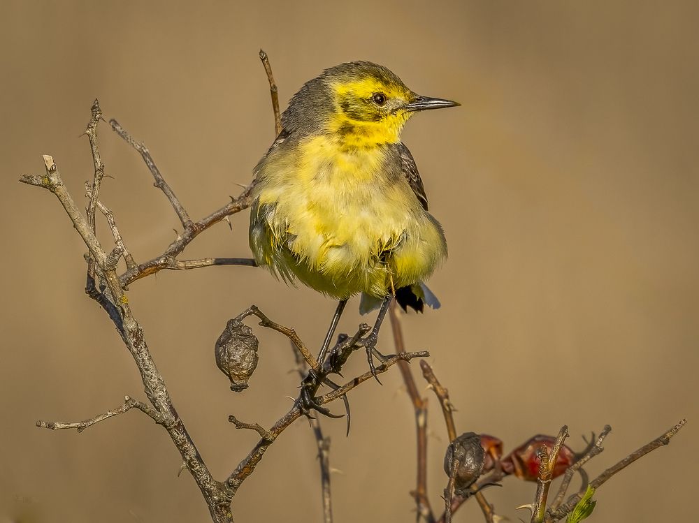 Photograph by АЛЕКСАНДР ПОПИК