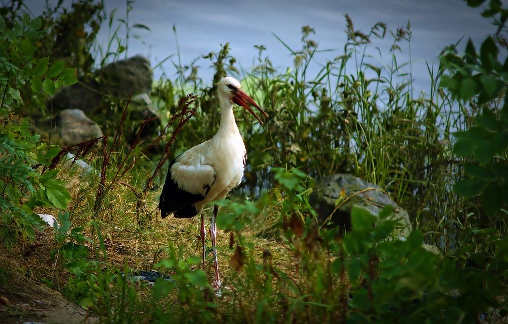 Photograph by Oleg Kabanets