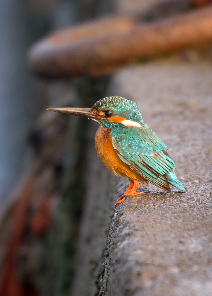 Photograph by Vikrant Khedekar