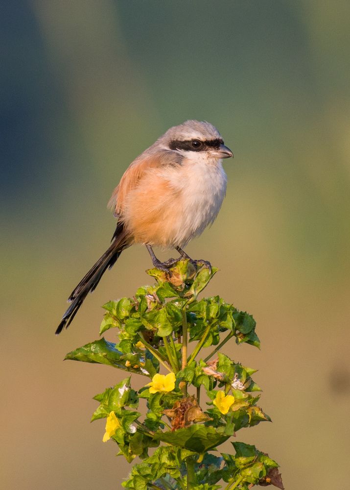 Photograph by Vikrant Khedekar