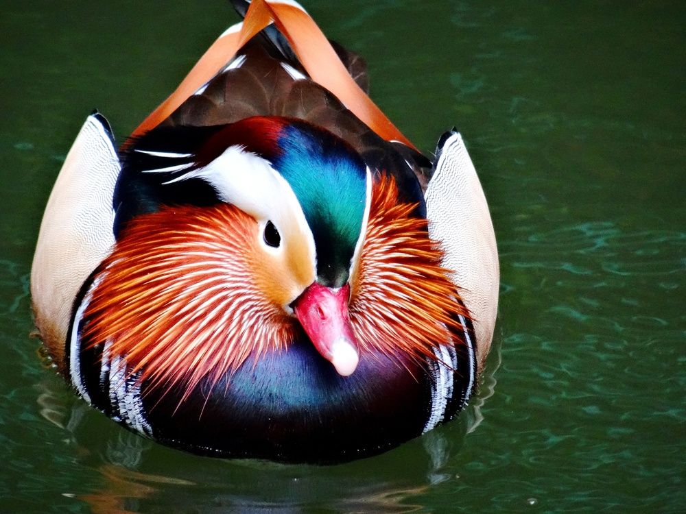 Photograph by Марина Раткун