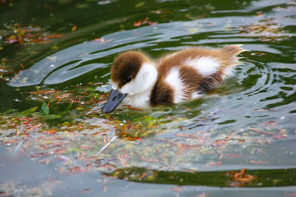 Фотография автора Вячеслав