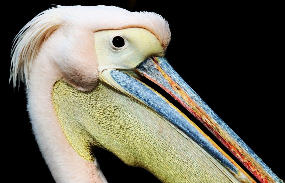 Фотография автора caroline martin (dony)