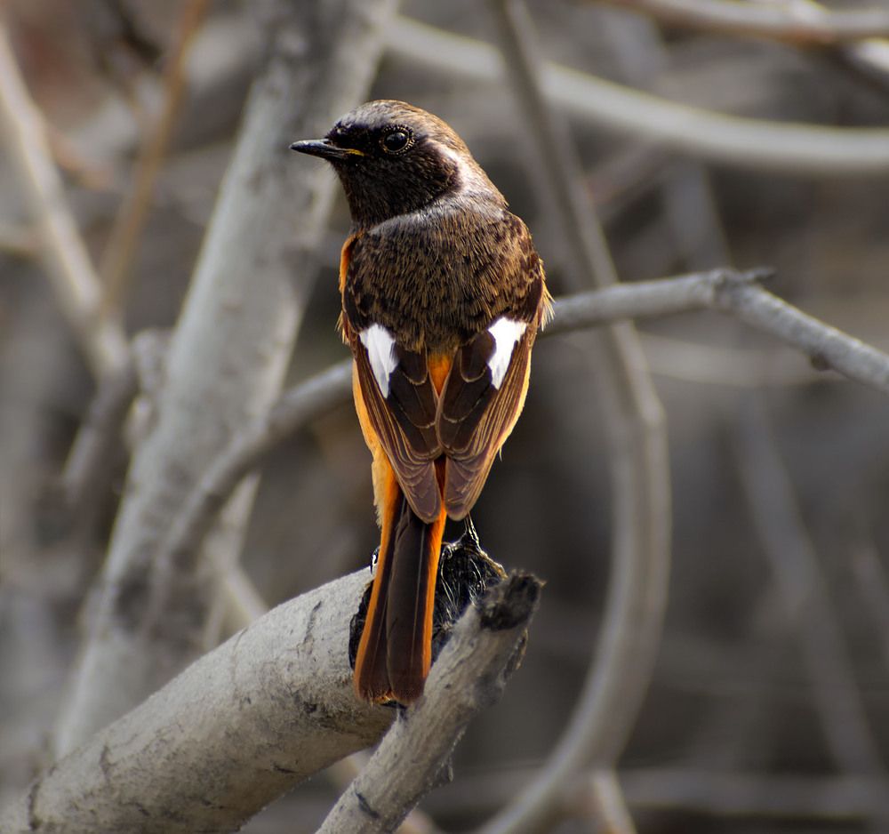 Сибирская горихвостка