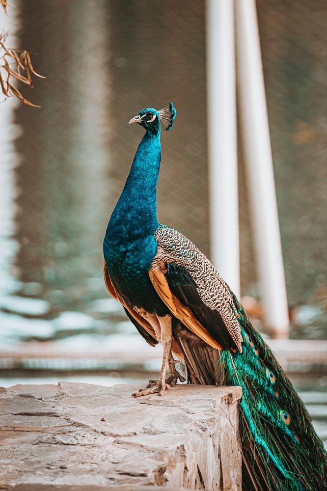 Photograph by Игорь Толкачев