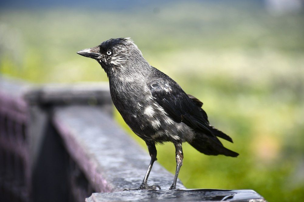 Photograph by Алексей Поляков