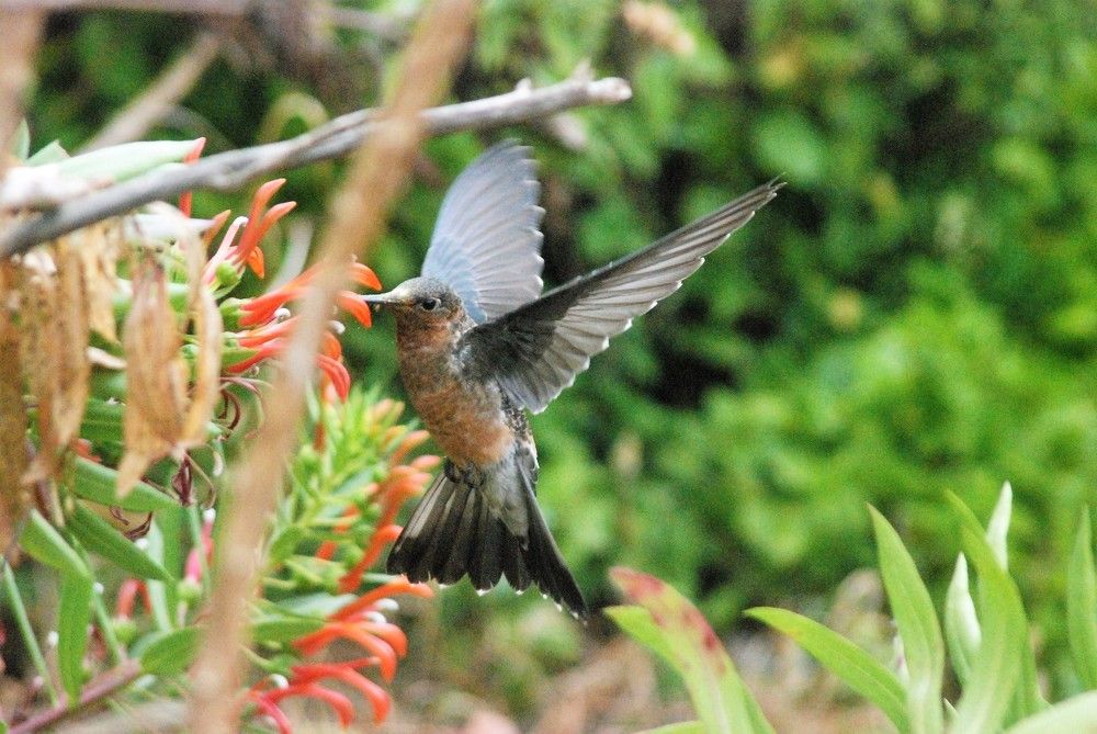 Фотография автора Carolina Mellado