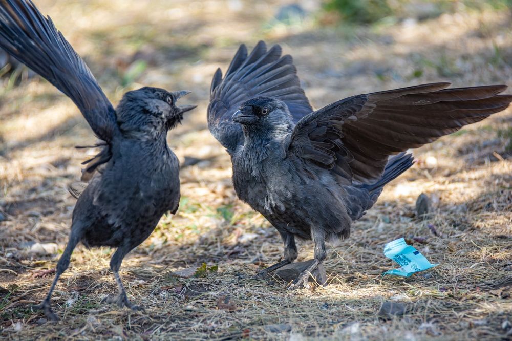 Фотография автора Зеленкова Николаевна
