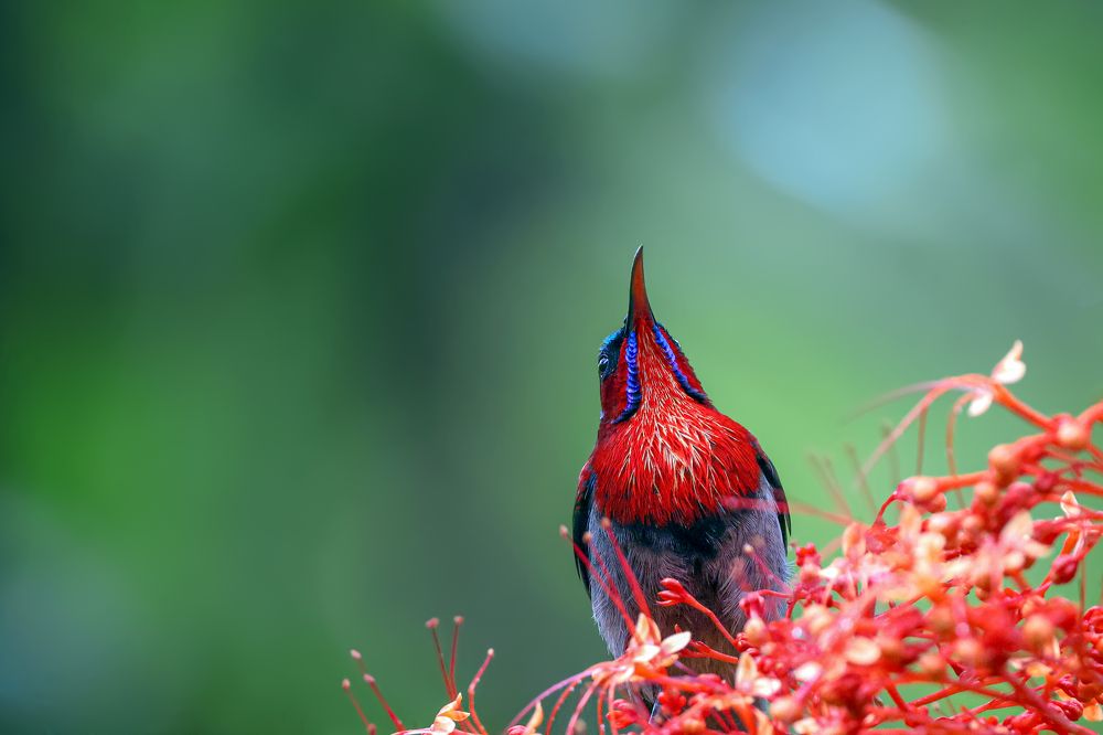 Фотография автора Suresh S S