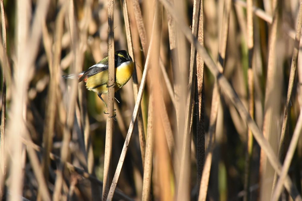 Фотография автора Carolina Mellado
